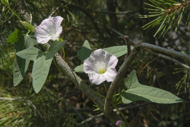 打碗花,田旋花,旋花和藤长苗都俗称喇叭花,大家能分得清吗?