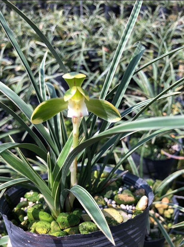 此兰"花开双色",金边线艺,曾一苗难求,现仅几块钱(一颗金边兰花报价