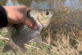 冬至过后钓鱼，更需要注重哪些细节？图片