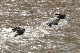 河水暴涨三头小水牛被围困！民警和救援队出动橡皮艇上演“救牛记”图片