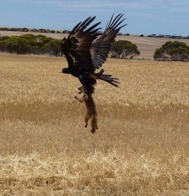 33张令人毛骨悚然的生物照：诡异山羊如人一般站立，眼神深邃