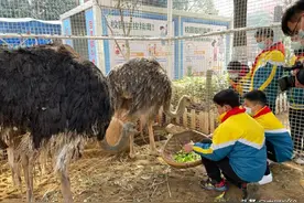 光谷这所小学养了孔雀、鸵鸟，“鸟语亭”成孩子们最爱去的地方图片