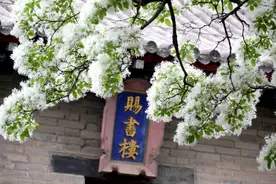 绝美！千年孟府流苏花开，犹如人间“四月雪”图片