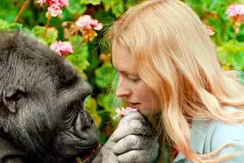 苏联“人猿杂交”实验：5名女孩与11只猩猩参与，最终结局如何？图片