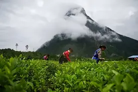 林芝有嘉木 雪域出好茶图片