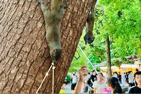 西湖边松鼠被游客投喂成“松猪”？西湖水域指挥中心回应图片