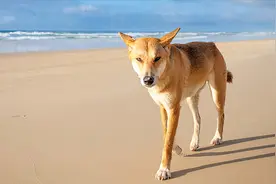 澳洲野犬连续伤人，不过就是一条土狗，为什么是这里的顶级掠食者图片