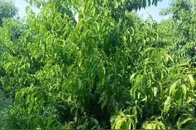 小公主采果后咋夏剪图片