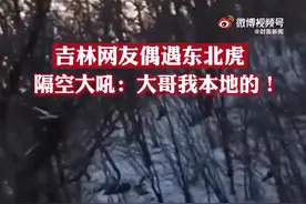男子路遇东北虎！大喊“我本地的！”老虎的反应亮了…（视频）图片