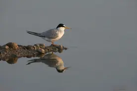 八九十年代流行歌谣图片