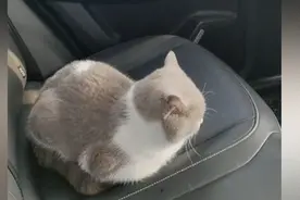 女子为省钱选择拼车，上车看见“拼友”后语塞：活得还不如猫呢图片