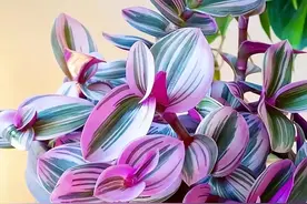 油画婚礼吊兰，叶片褪色返绿，是“求救信号”，再不纠正就晚了图片