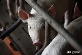 秦英林夫妇坐拥1850亿财富，风口上的猪还能飞多久？图片