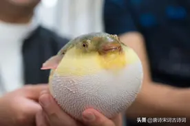 正是河豚欲上时图片