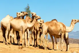 “一妻多夫”的部落：男人会参加选美，用尽浑身解数来吸引女性图片