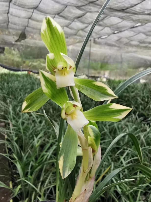 此兰"花开双色",金边线艺,曾一苗难求,现仅几块钱(一颗金边兰花报价