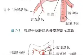 腹部主要血管的正常解剖和变异图片