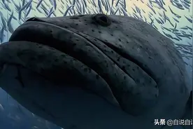 变色、用毒、变性，看上去人畜无害的石斑鱼，在海洋里有多生猛图片