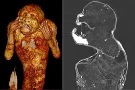 轰动日本的“300年人鱼木乃伊”之谜解开！真相比走近科学还精彩图片