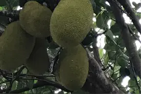 我眼中的海南及海南人图片