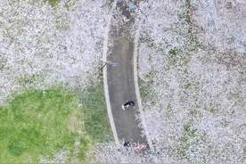 网友为武汉市花打抱不平！梅花受冷，樱花为何会成为春日顶流？图片