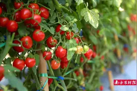 重大调整！这些农产品正式纳入“绿通”免收过路费图片