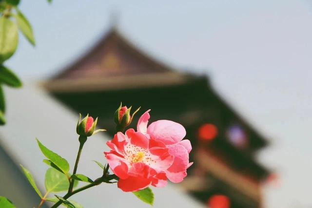 夏至未至：童话的结局，是曲终人散