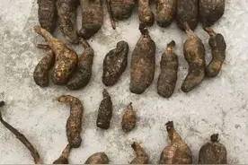 注意！野生天麻等中药材不能随便挖哦图片