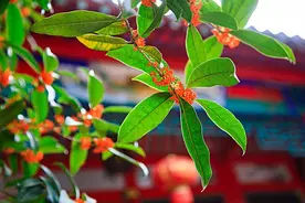 “富不富，门前树”，门前种上3种“吉祥树”，赏花吃果又富足图片