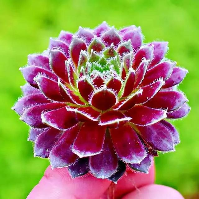 多肉植物七彩莲(多肉植物红稚莲)-措必培