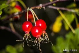 维C是苹果的20倍，曾是农村娃的零食，如今被大量采挖，值得保护图片