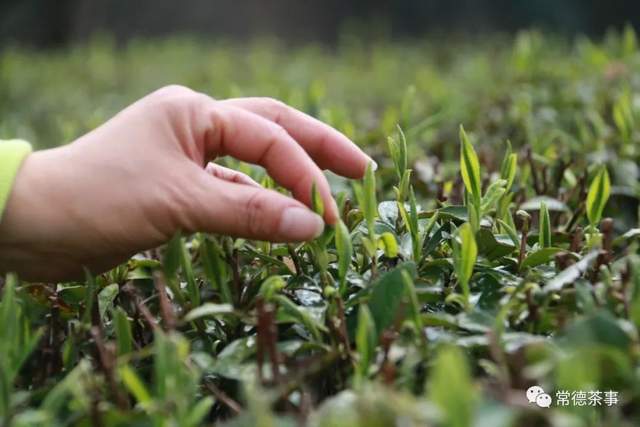 君和榜上有名 中茶杯第十三届鼎承茶王赛·春季赛成绩新鲜出炉！(图28)
