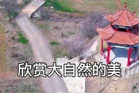 圣人窝女19块9赏樱花，还赠送小猪快跑、无动力、萌宠、泥巴乐园、磨豆腐，农场体验，周末遛娃好去处，踏春赏花#徐州 #网红打卡 #徐州圣人窝樱桃园视频封面