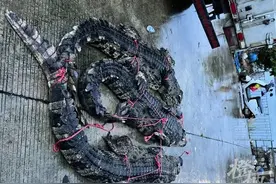 广东一养殖场75条鳄鱼趁暴雨出逃，躲在附近深水区，目前抓回8条……当地多部门已在现场驻守，保障居民安全图片