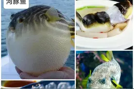 40种“好吃不贵”的野生海鱼（下），请收藏！附：价格和吃法图片