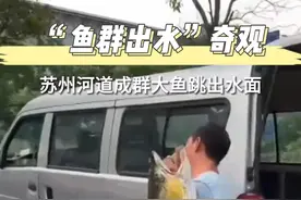 全都是大鱼跃出水面 苏州的这条河太神奇图片