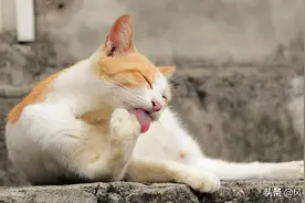 猫猫乱尿怎么办？打一顿解决不了，不如学习上海人的3大好方法图片