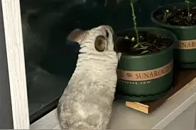 我家小可爱其实是个大耗子图片