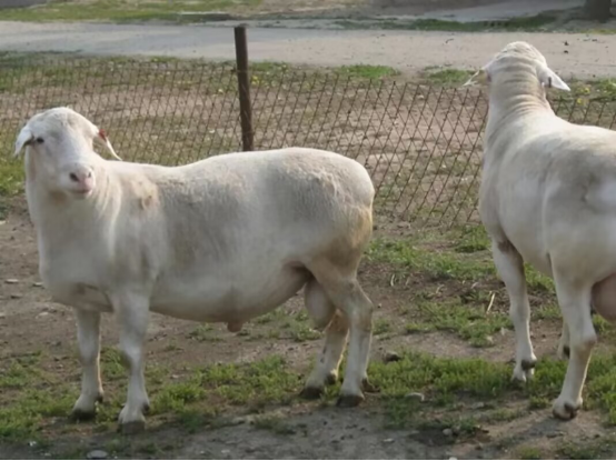 湖北一老汉自制棺材穿寿衣，喝农药孤独死去，离世前留下8个字