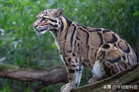 世界上最凶猛的10种豹子，黑豹十分帅气，美洲豹敢下水生擒鳄鱼图片