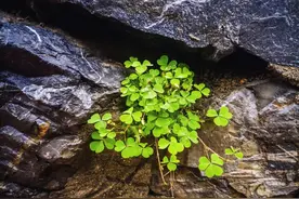 100个成语谜语，有趣又好记！图片