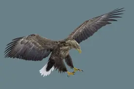 心理测试：选择一只最自在的飞鸟，测你这辈子注定是啥命？图片