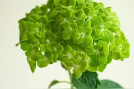 每日一花 | 哥伦比亚绿绣球，会爆蓝心小花的绣球~vol.46图片