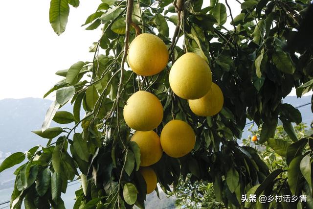 这三个配方在农业种植上，已经用了五六年，效果确实挺好的