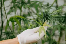 云南乡间的野草不要采，可能是毒品大麻图片