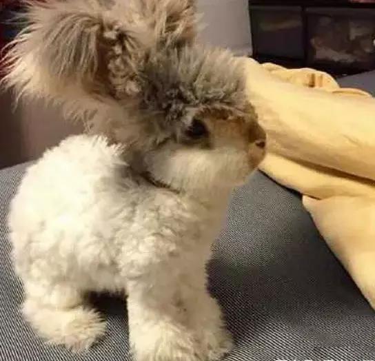 猫猫兔是一种像猫的兔子吗？错，其实是几种兔子傻傻分不清