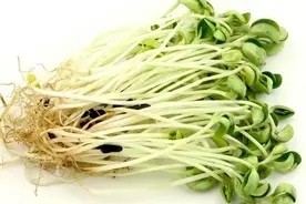 生豆芽好赚钱？学会6种方法与技巧，快速增产增收图片