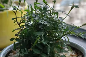 小学科学教学中的点滴做法----常规教学聚养料，润物无声花更艳图片