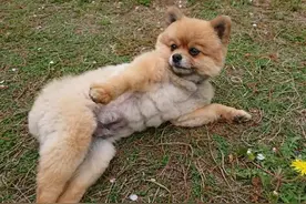 主人“不理”狗狗时，它就会有这些举动，你别忽视它了！图片