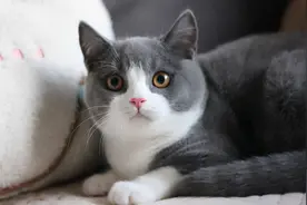 今日头条优化图片识别功能，为视障人士解决读图难题图片